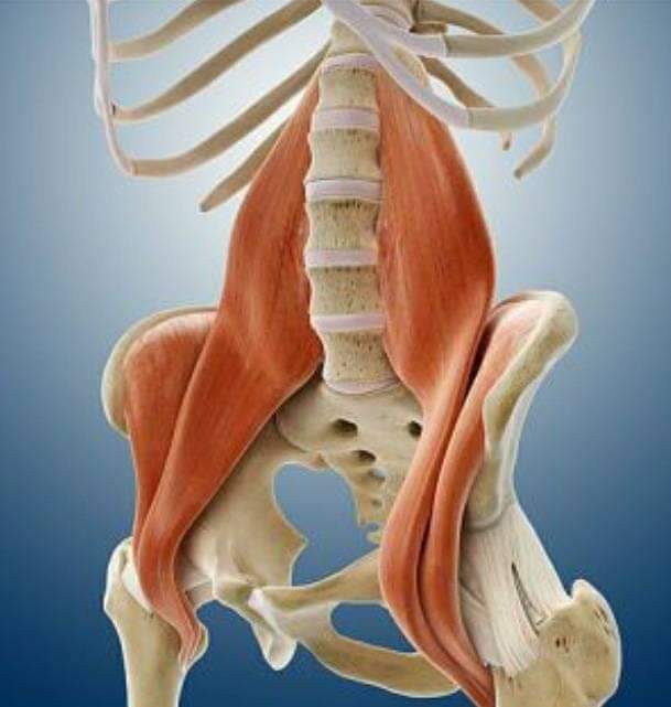 Esqueleto cuerpo humano