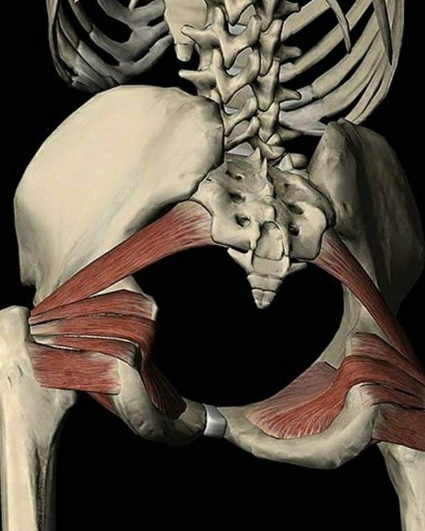Esqueleto cuerpo humano