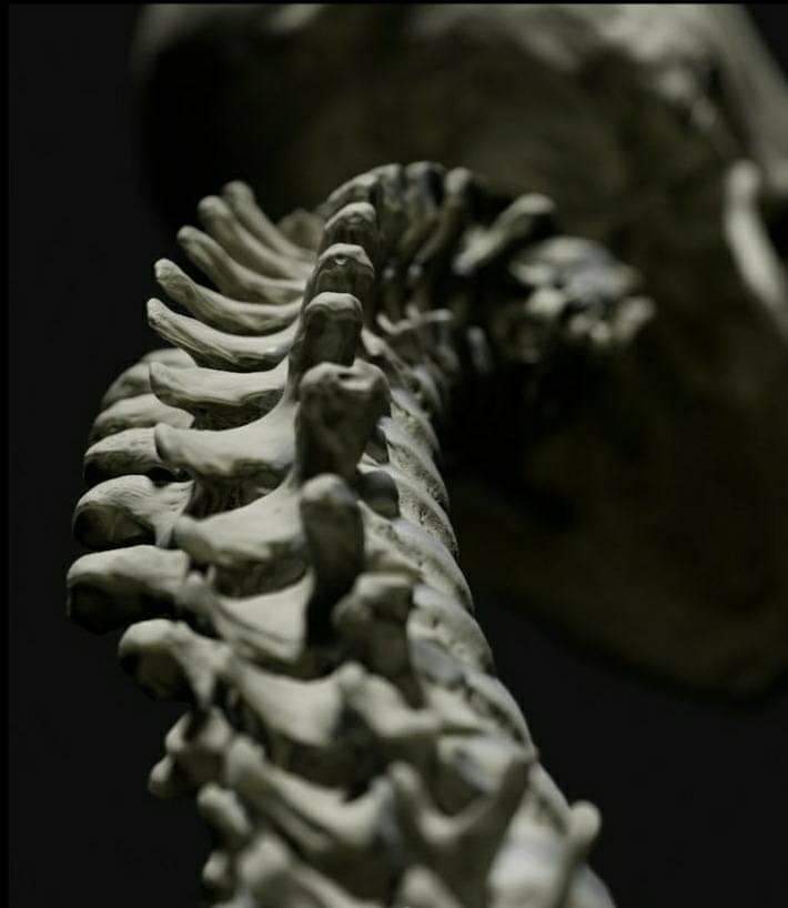 columna vertebral - Esqueleto cuerpo humano