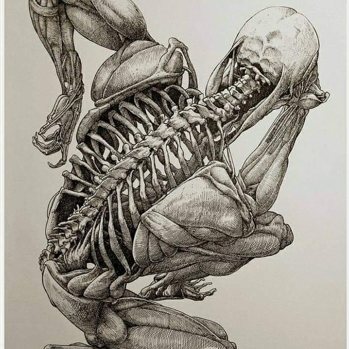 Esqueleto cuerpo humano - osteopatía domicilio Madrid