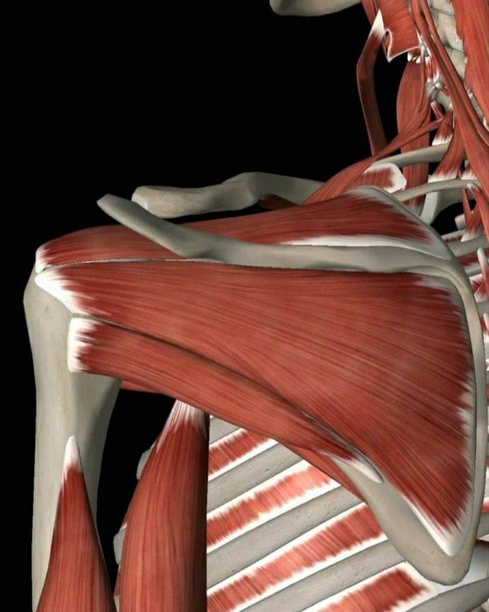 omoplato cuerpo humano